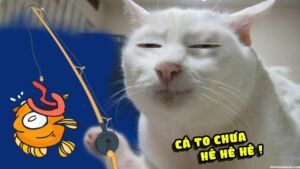 Avatar mèo meme hài